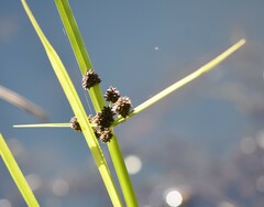 Cyperus difformis