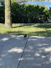 Quiscalus major westoni