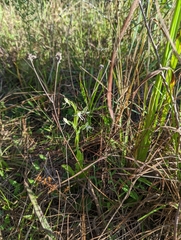 Habenaria quinqueseta