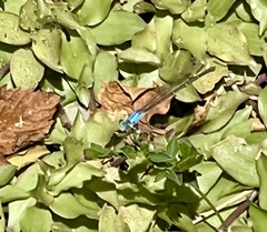 Argia apicalis