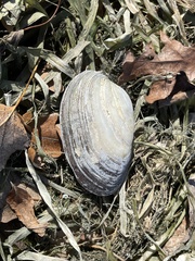 Venustaconcha ellipsiformis