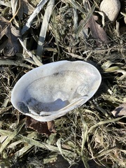 Venustaconcha ellipsiformis