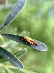 Stathmopoda