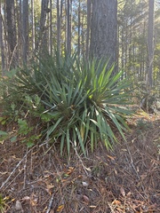 Yucca