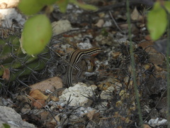 Aspidoscelis hyperythrus