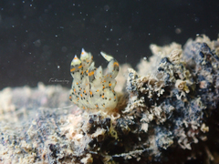 Thecacera