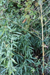 Phyllostachys aurea