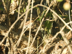 Aspidoscelis maximus