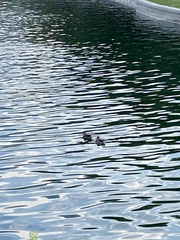 Tachybaptus dominicus