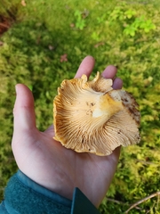 Cantharellus formosus