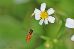 Asarkina