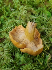 Cantharellus formosus