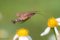 Macroglossum