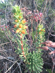Echeveria quitensis