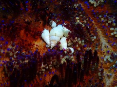 Echineulima asthenosomae