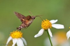 Macroglossum