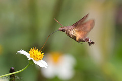 Macroglossum