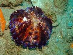 Echineulima asthenosomae