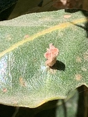 Atrusca clavuloides