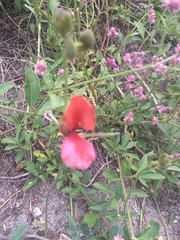 Macroptilium atropurpureum