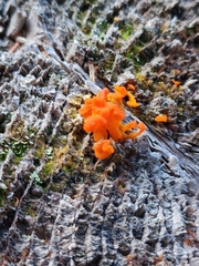 Calocera viscosa