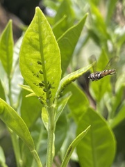 Aphis spiraecola