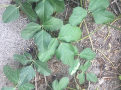 Macroptilium atropurpureum