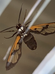 Gymnelia