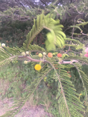 Vachellia macracantha