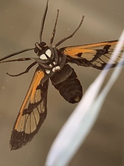 Gymnelia