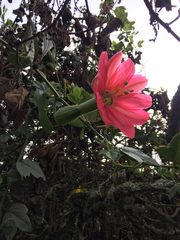 Passiflora mixta