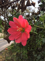 Passiflora mixta