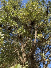 Andricus quercuscalifornicus