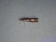 Catoptria latiradiellus