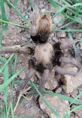 Aphonopelma chalcodes