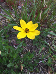 Bidens andicola