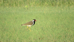 Vanellus indicus