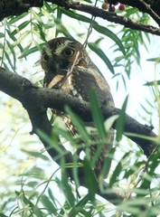 Micrathene whitneyi