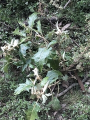 Solanum cinereum