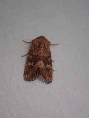 Lacinipolia stricta