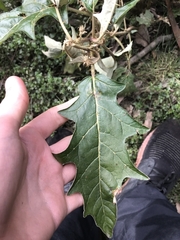 Solanum cinereum
