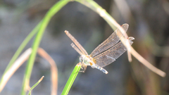 Trithemis pallidinervis