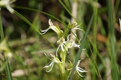Habenaria quinqueseta