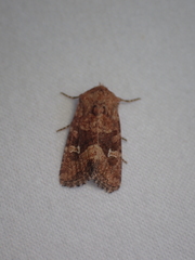 Lacinipolia stricta
