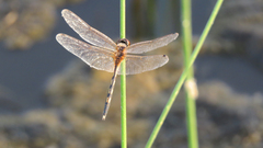 Trithemis pallidinervis