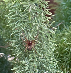 Steatoda