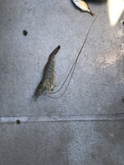 Penaeus aztecus