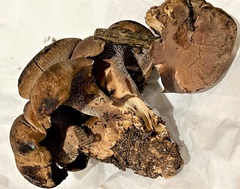 Sarcodon stereosarcinon