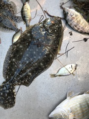 Paralichthys lethostigma