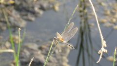 Trithemis pallidinervis